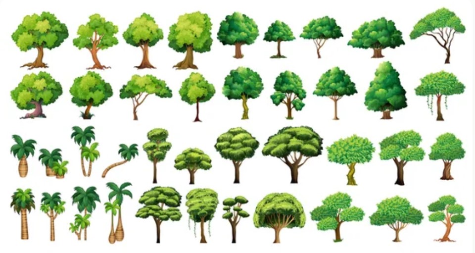 Biotipos de árvores